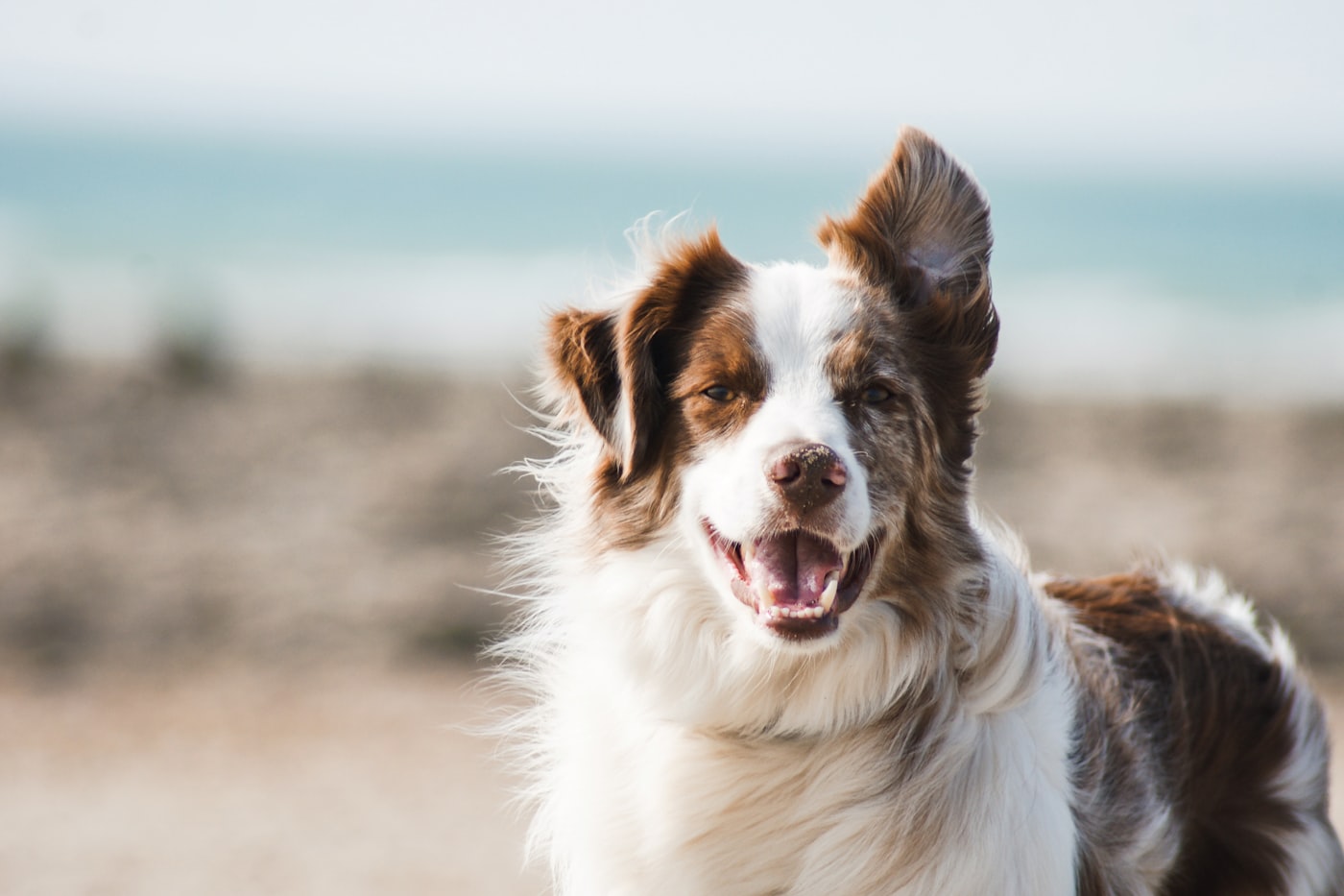 A small dog looking toward the camera